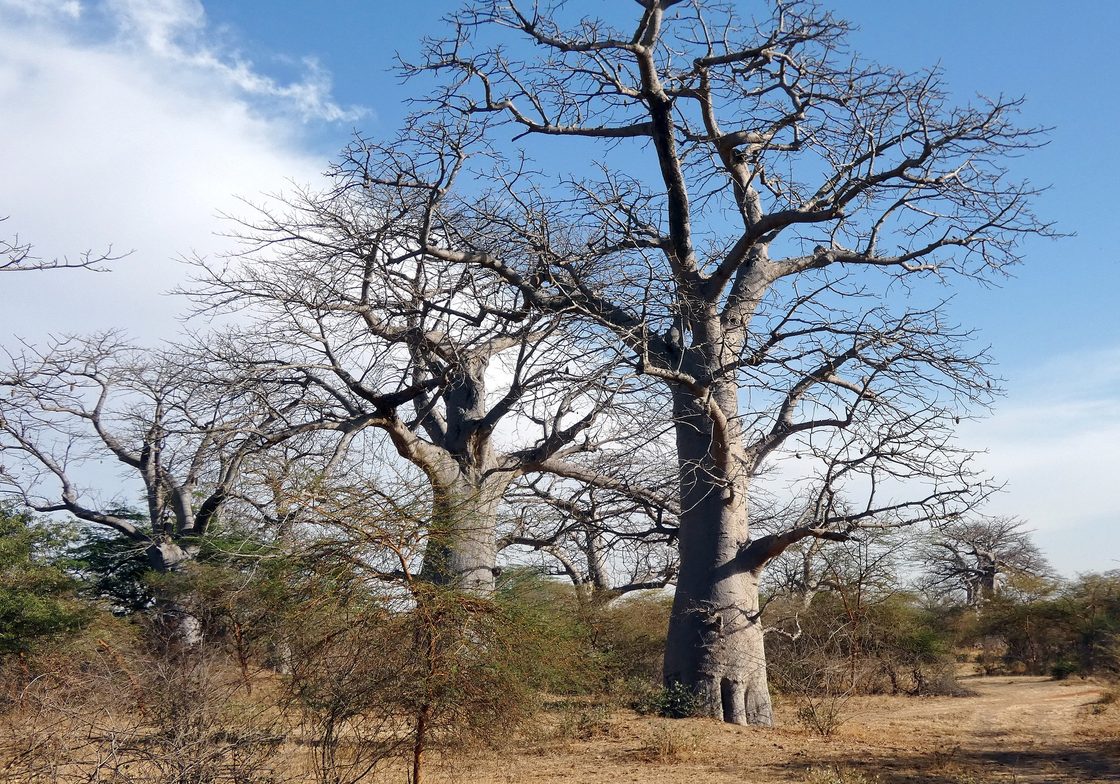Leafless Trees in Senegal