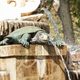 Turtle Fountain in Madrid