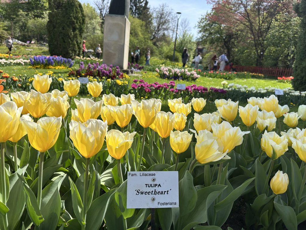 Tulipa "Sweetheart" at the Cluj Botanical Garden