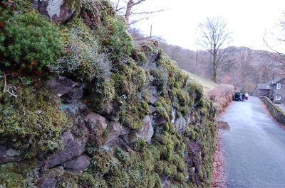 Hiking - A mossy wall