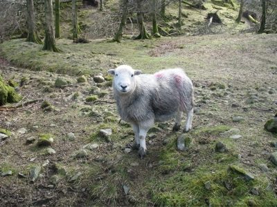 A citizen of Grasmere