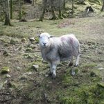 A citizen of Grasmere