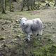 A citizen of Grasmere