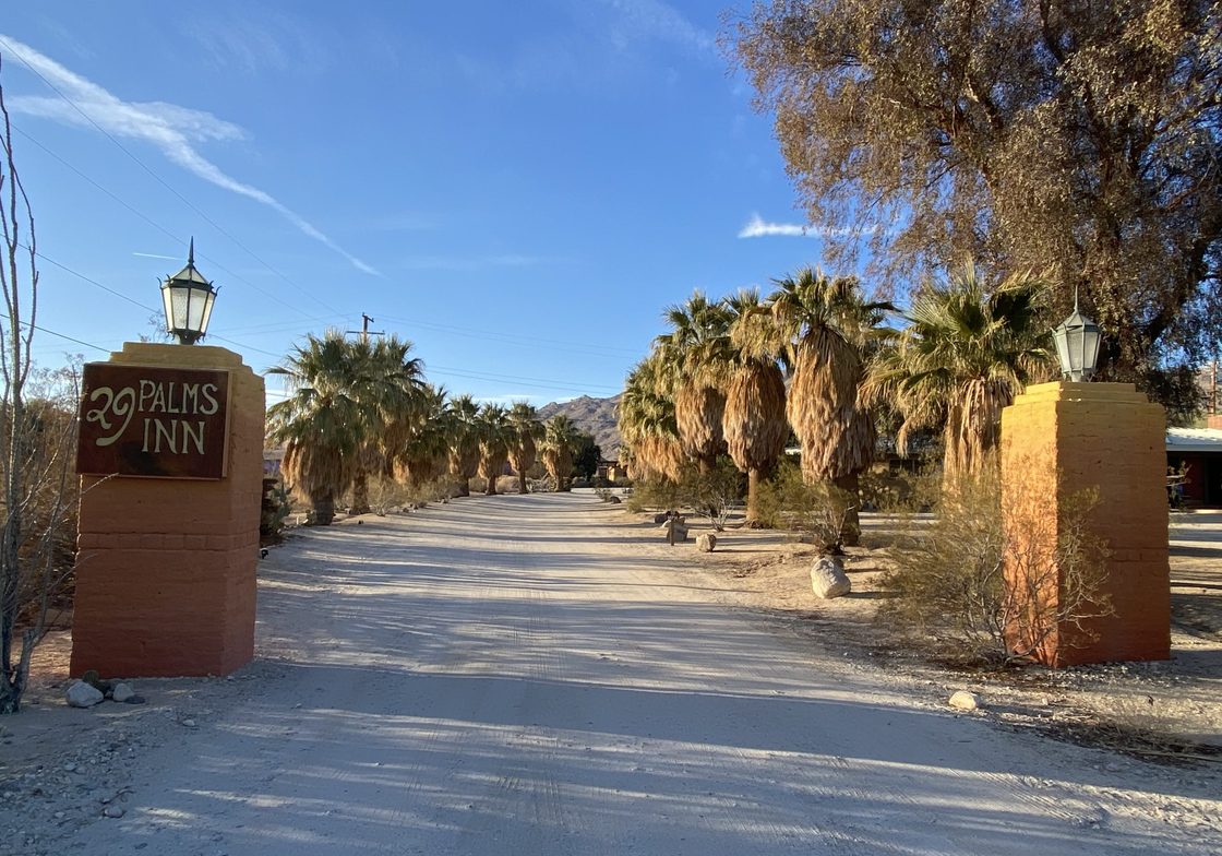 paved path surrounded by palm trees