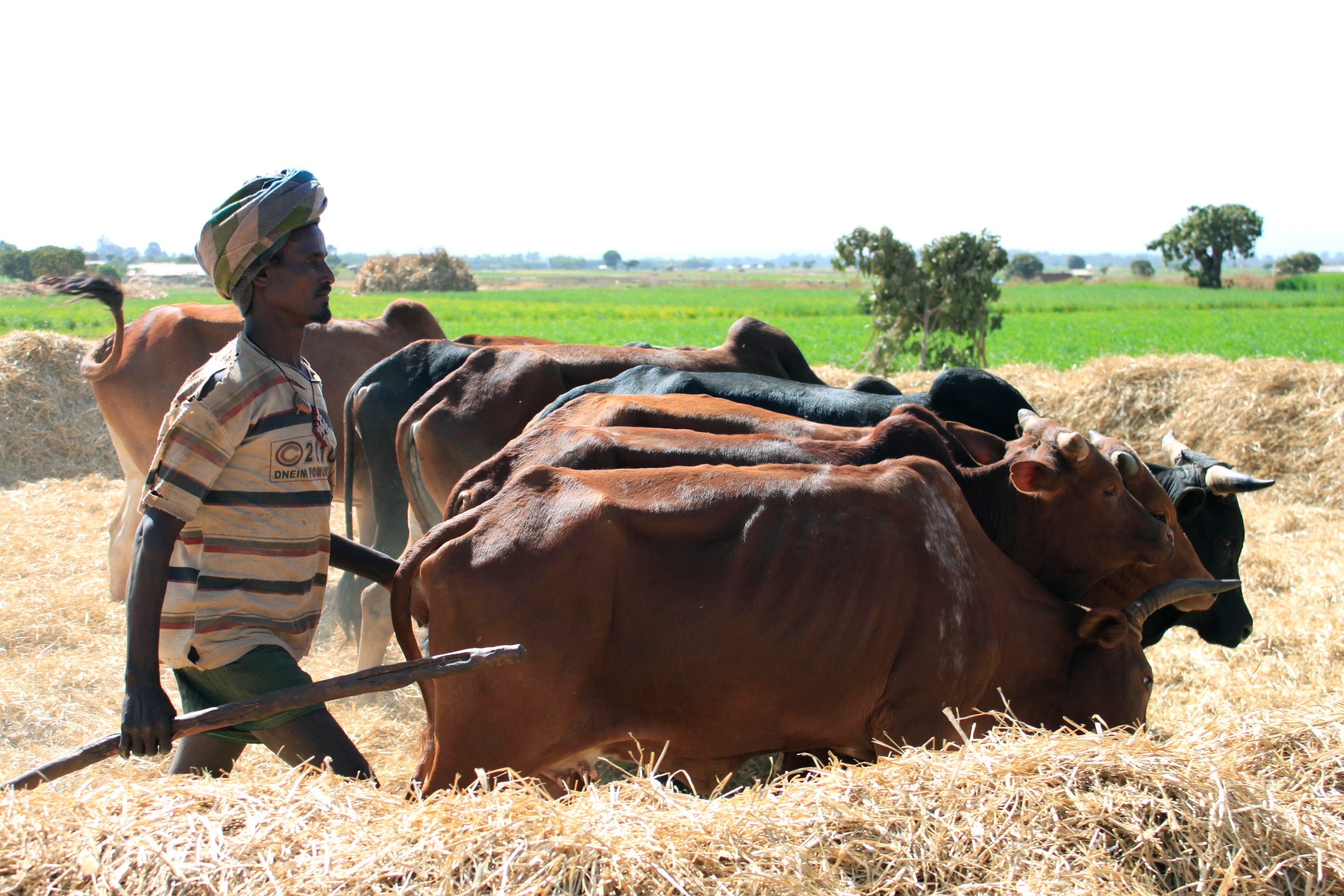 Winter Break 2022 Climate Change And Human Health In Ethiopia   1054582 Orig 