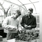 Two students work with plants for a botany lab in 1951.