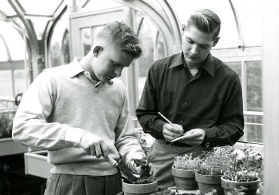 Two students work with plants for a botany lab in 1951.