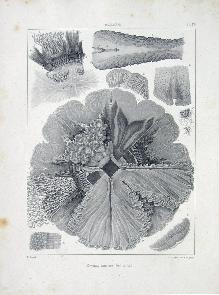 Cyanea Arctica - Detail
