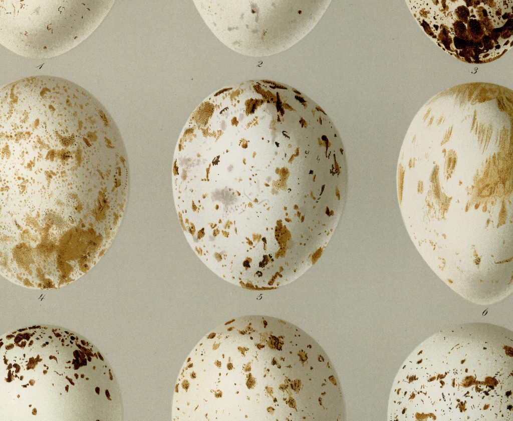 ridgeway egg illustration