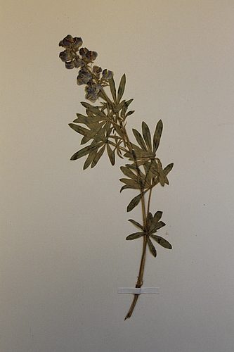 Herbarium