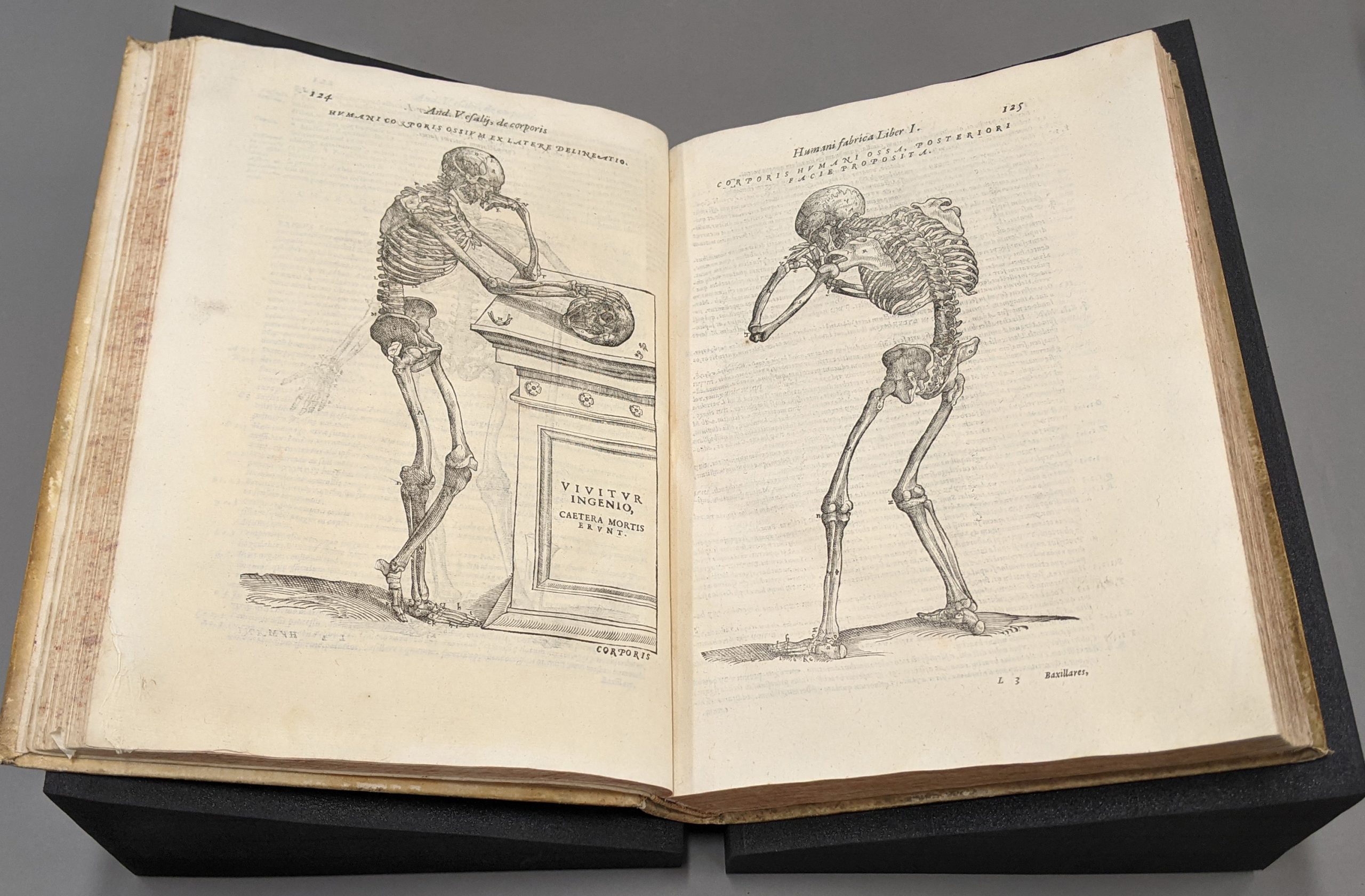 Vesalius, Anatomia – Gould Library – Carleton College