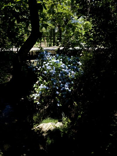 A dark moody photograph capturing sunlight on blue flowers peeking through dark, shadowy foliage