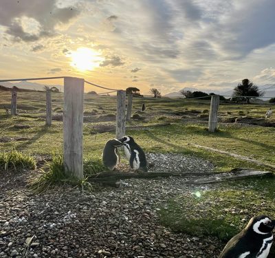 An image of two penguins in a landscape with a setting sun