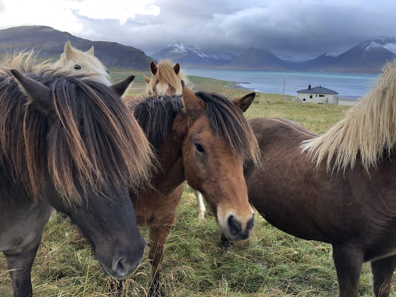 Icelandic horses in the Westfjords