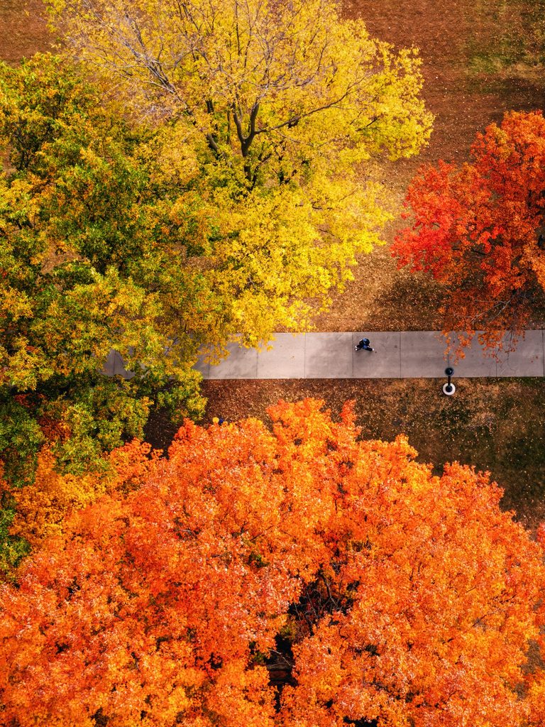 aerial view of fall foliage trees