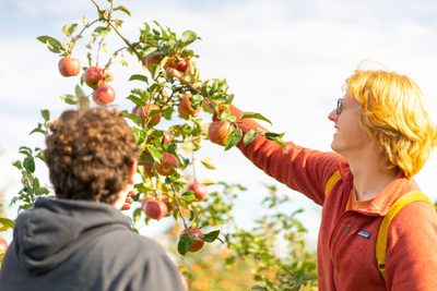 students pick apples at the orchard