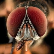 A close-up photo of a fly.