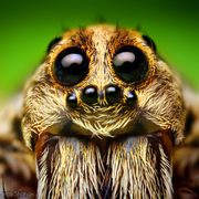 An extreme-close up of a brown spider.