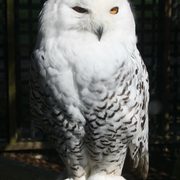 A white owl speckled with black in a cage.