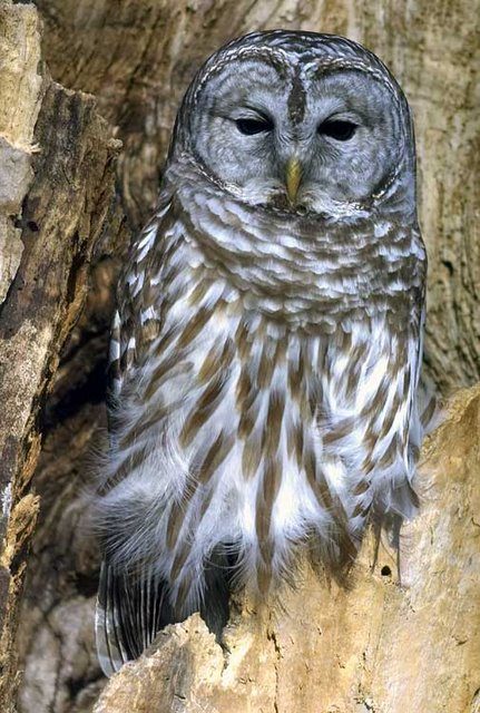 A barred owl sitting on a tree.