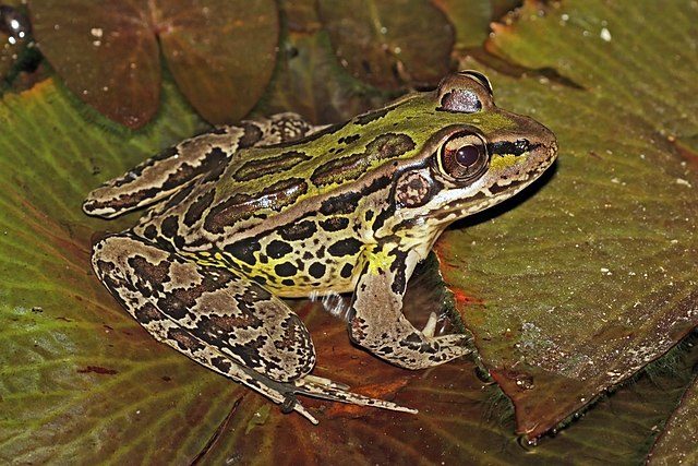 A frog sitting on a lilypad.