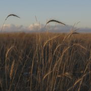 A landscape with prairie grasses against the sky.