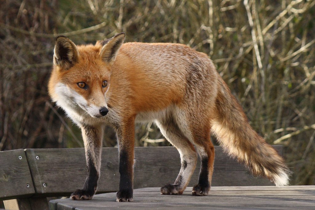 A red fox standing on a wooden bench.