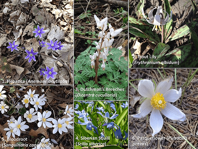 Ephemeral Wildflowers Cowling Arboretum Carleton College