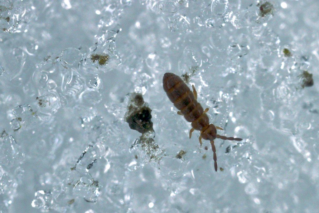 Snow Flea (springtails) - Wildlife in Winter