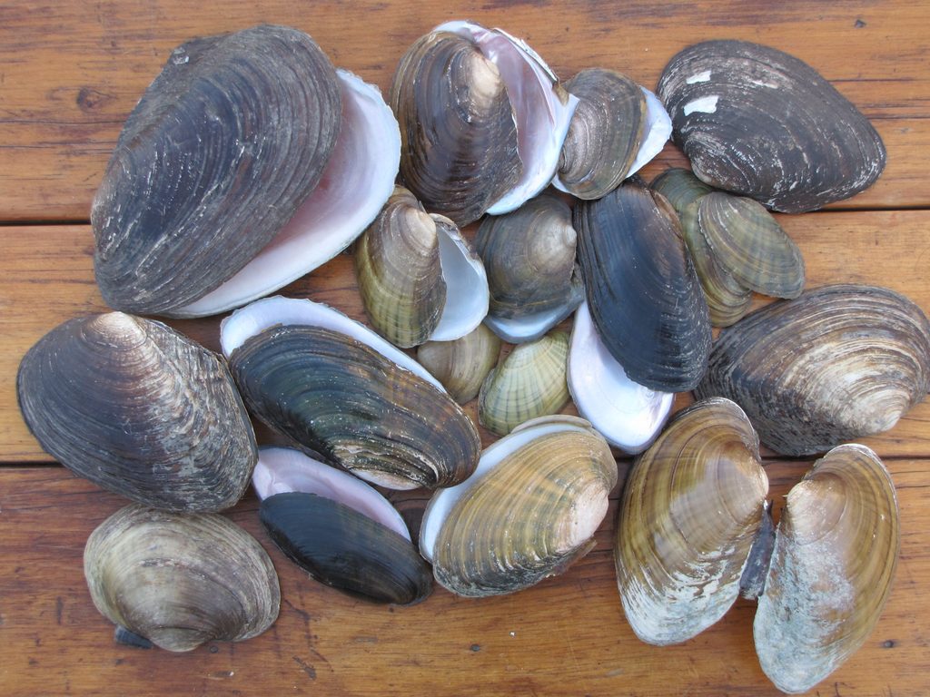 Mussel Collection
