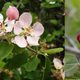 Prairie Crabapple Flowers