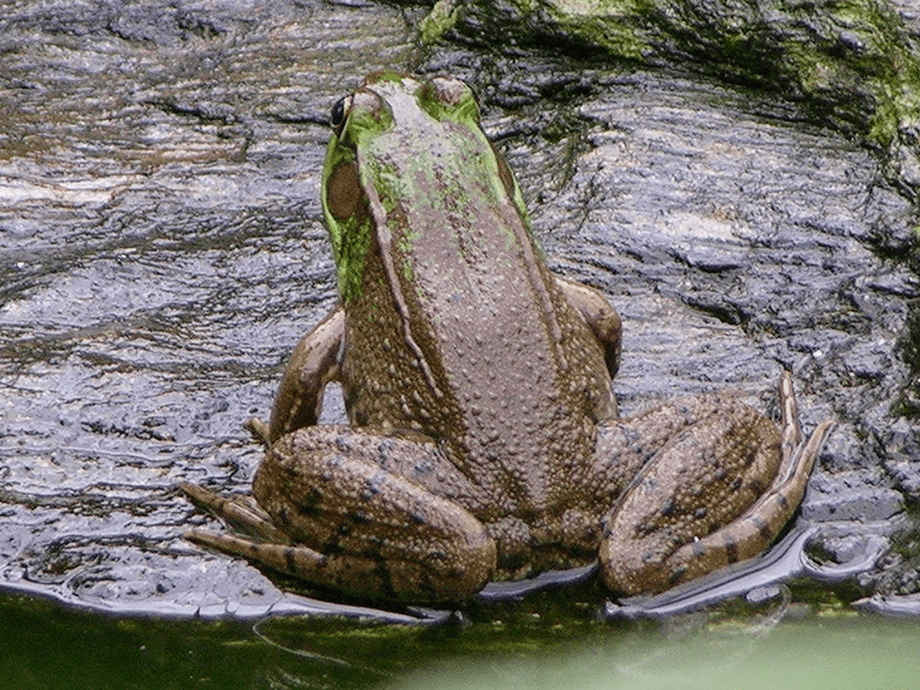 Northern Green Frogs (Rana clamitans melatona), Frog Traps and