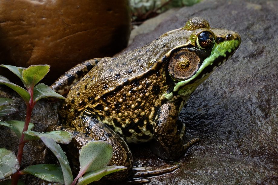 Green Frog (Rana clamitans) – Cowling Arboretum – Carleton College
