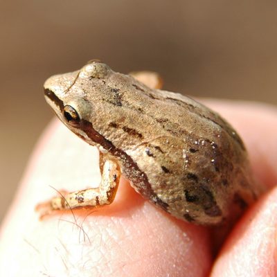 Western chorus frog is tiny
