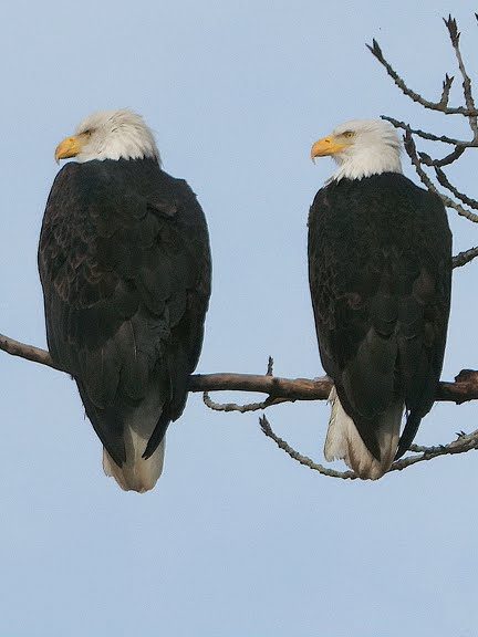 merica bald eagle sound｜TikTok Search