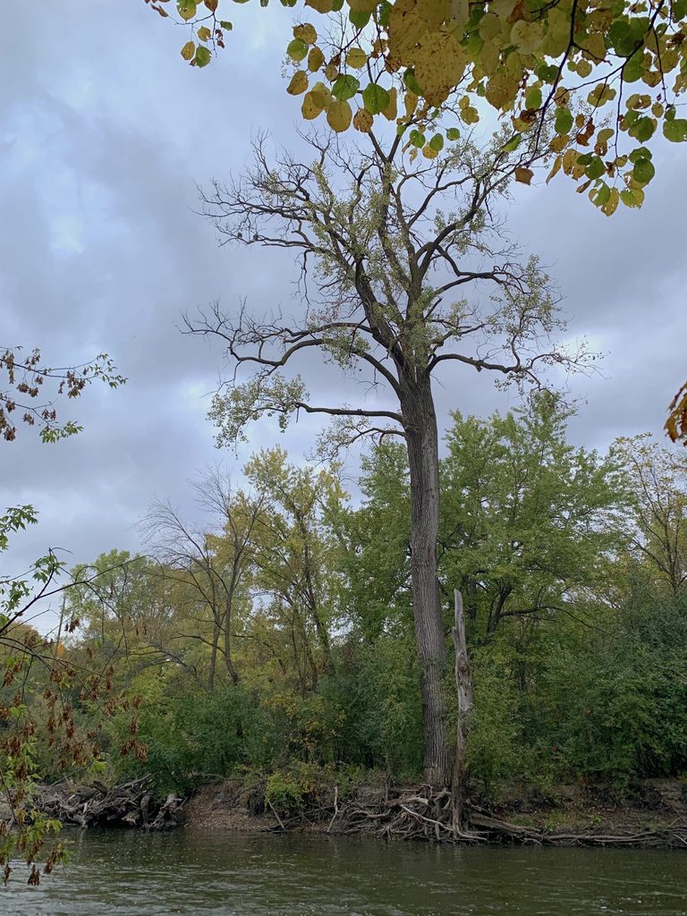 Eagles in a tree in the Arb
