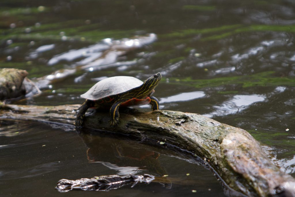 A painted turtle sunning on a log by the river.