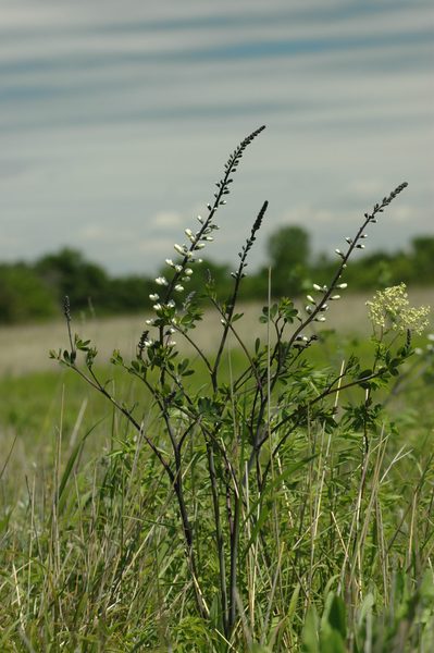 White Wild Indigo