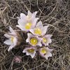 Pasque Flower