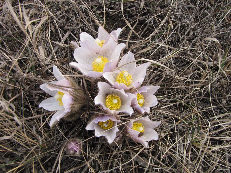 Pasque Flower