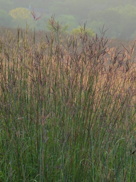 Big Blue Stem