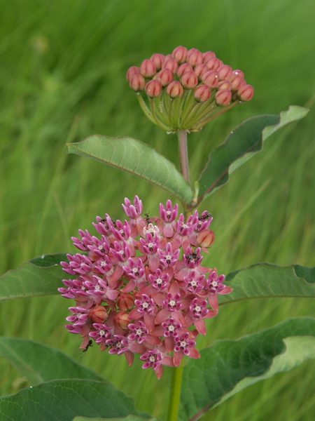 Common Milkweed