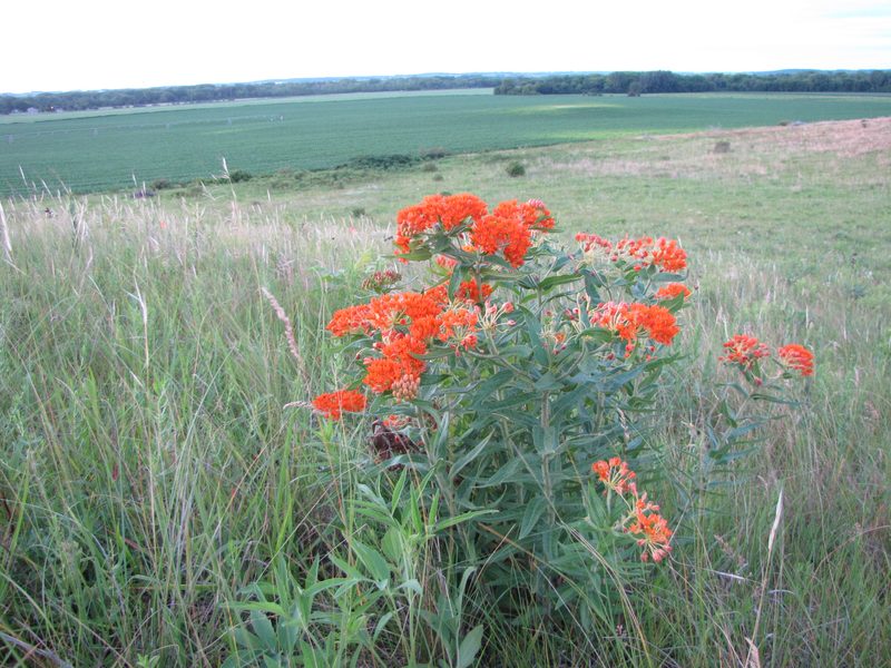 Butterfly-weed