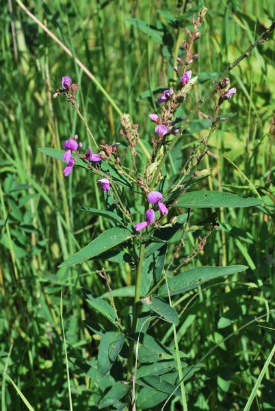 Showy Tick Trefoil