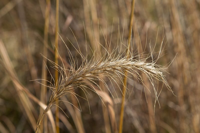 Canada Wild Rye