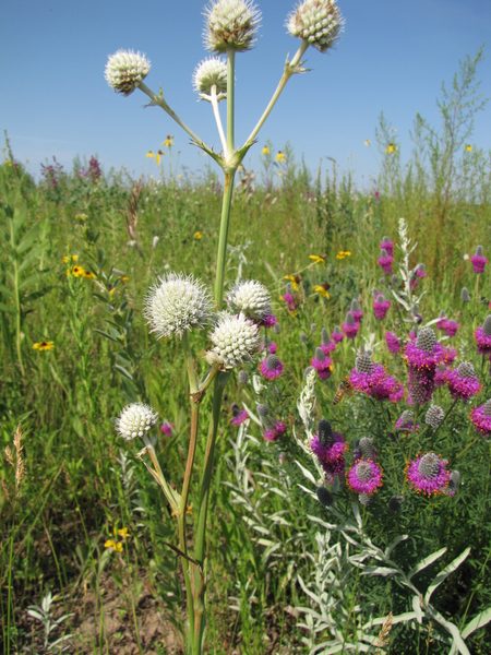 Rattlesnake Master