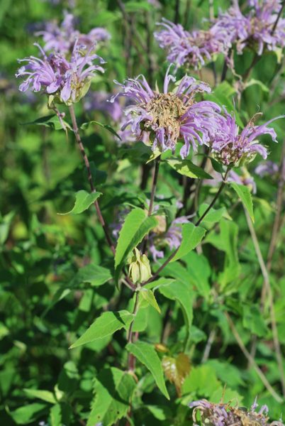 Wild Bergamot