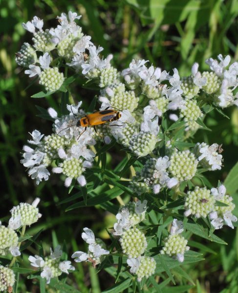 Virginia Mountain Mint