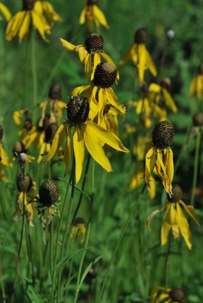 Yellow Coneflower