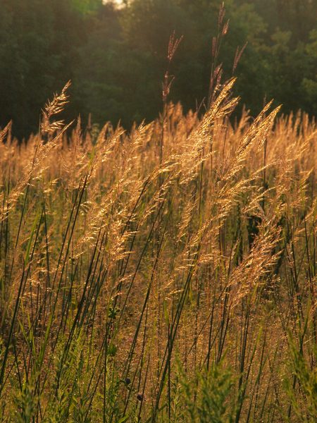 Indian Grass